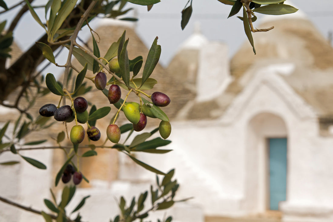 olivenoel-extra-vergine-italien
