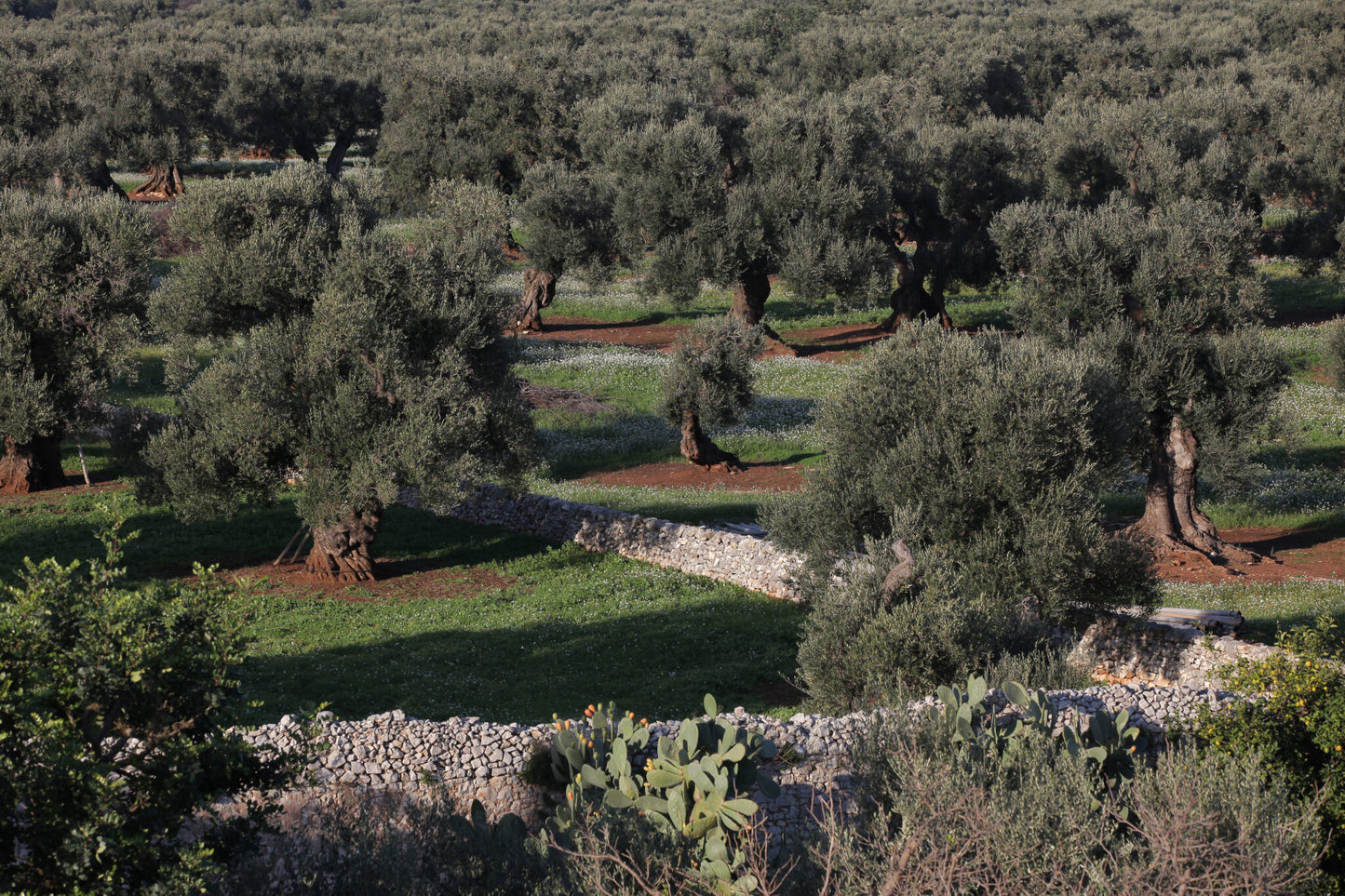 Grüne Oliven BELLA DI CERIGNOLA - die Schönheit von Cerignola, 550 g