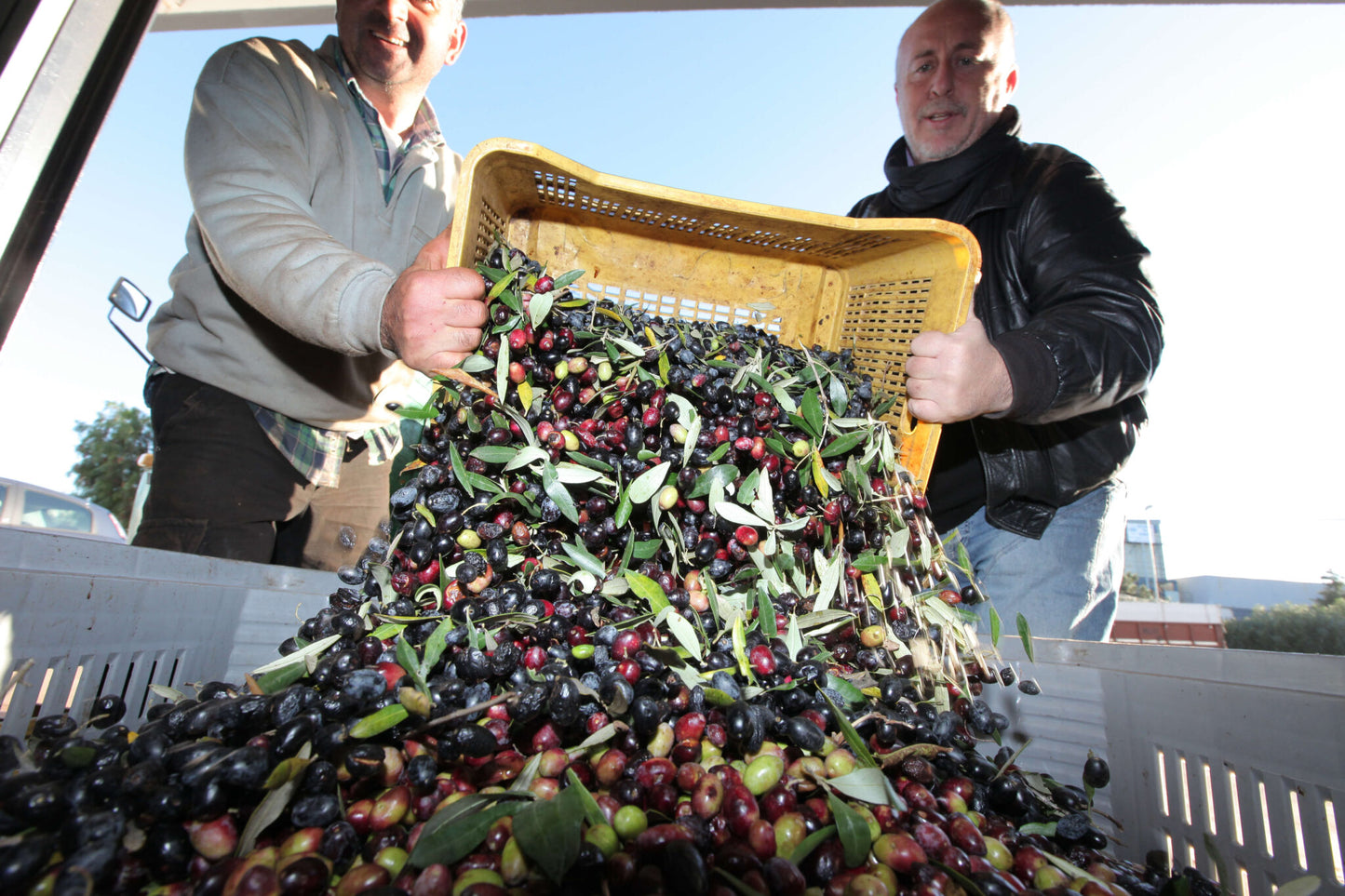Grüne Oliven BELLA DI CERIGNOLA - die Schönheit von Cerignola, 550 g