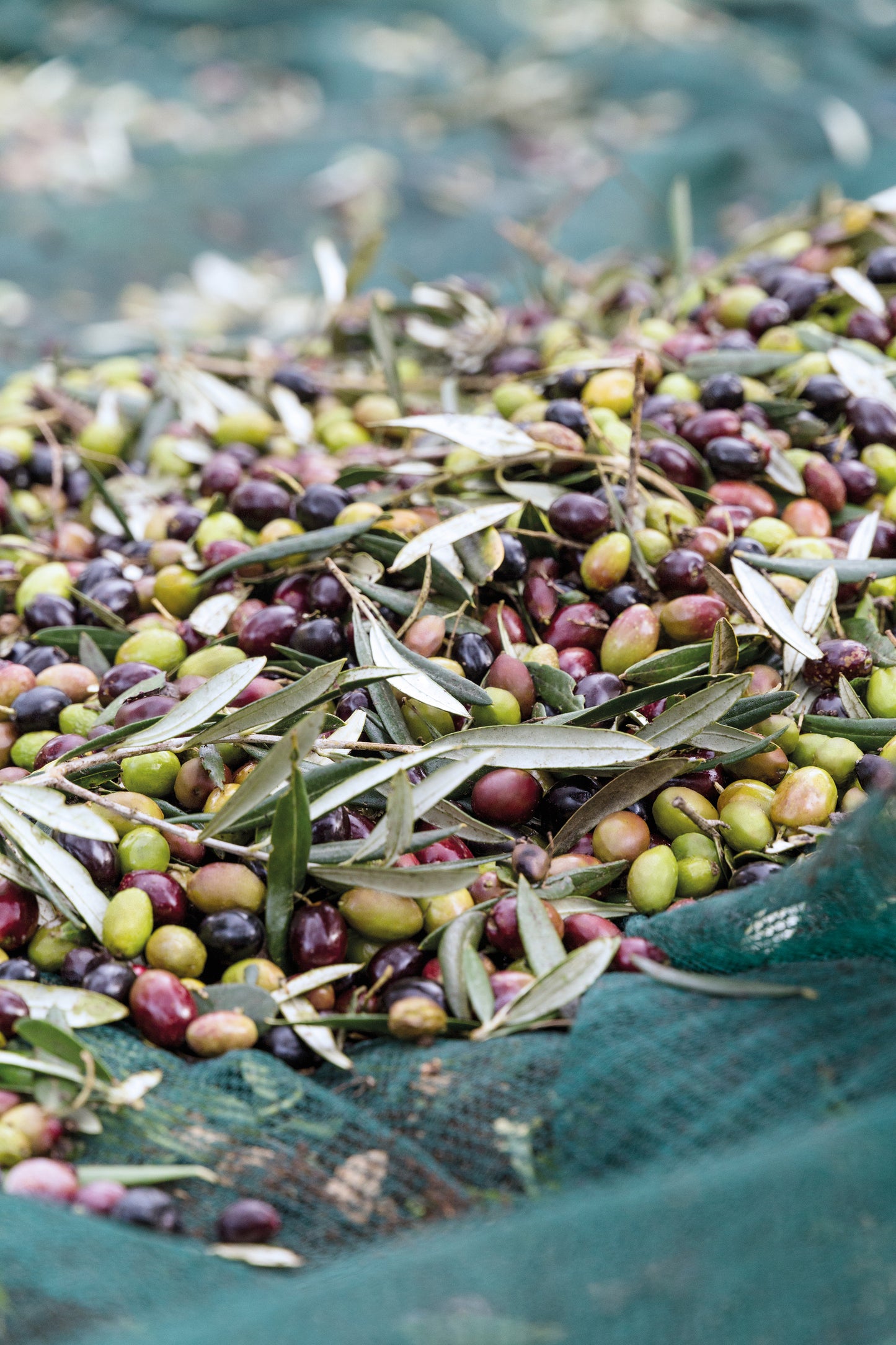 Grüne Oliven BELLA DI CERIGNOLA - die Schönheit von Cerignola, 550 g
