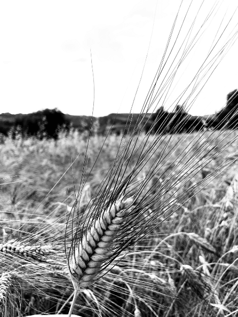 Pasta Tirrena
